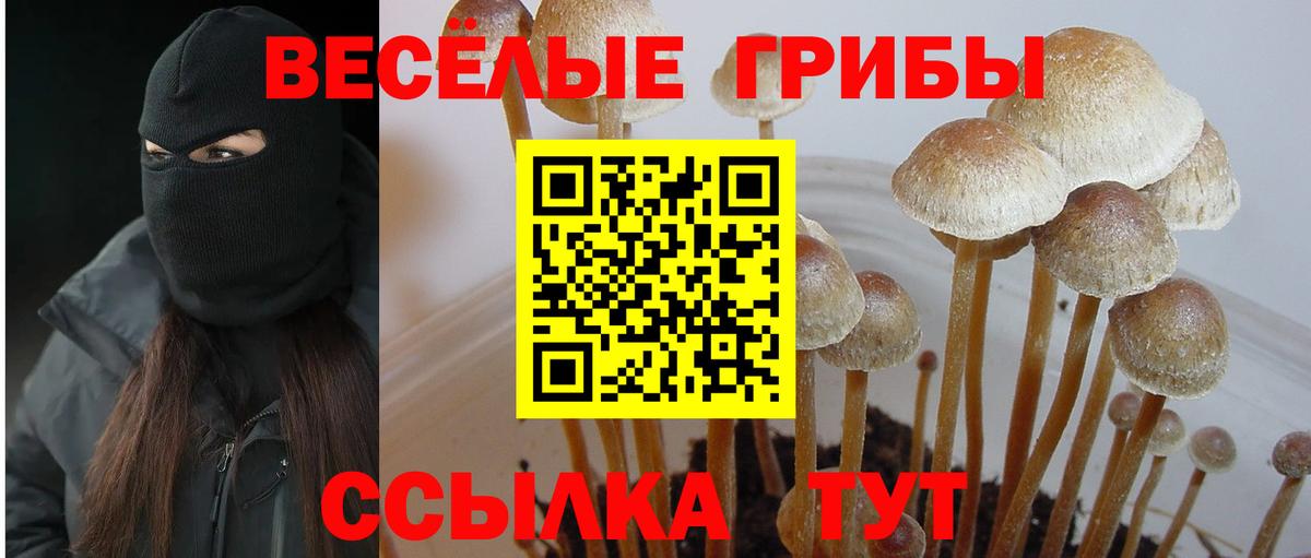 Галлюциногенные грибы мицелий Москва